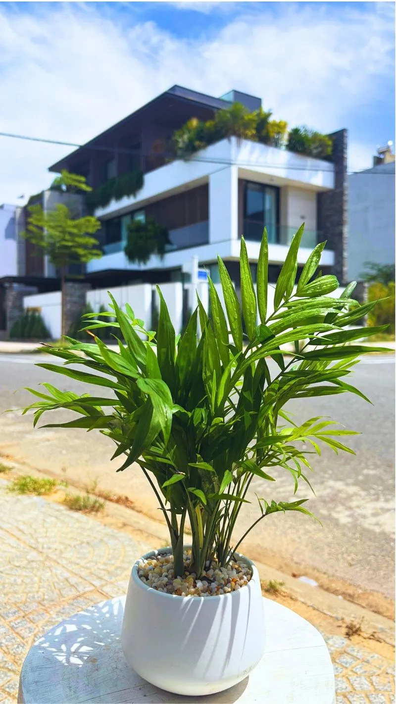 Full combo Cau Tiểu Trâm decor bàn làm việc