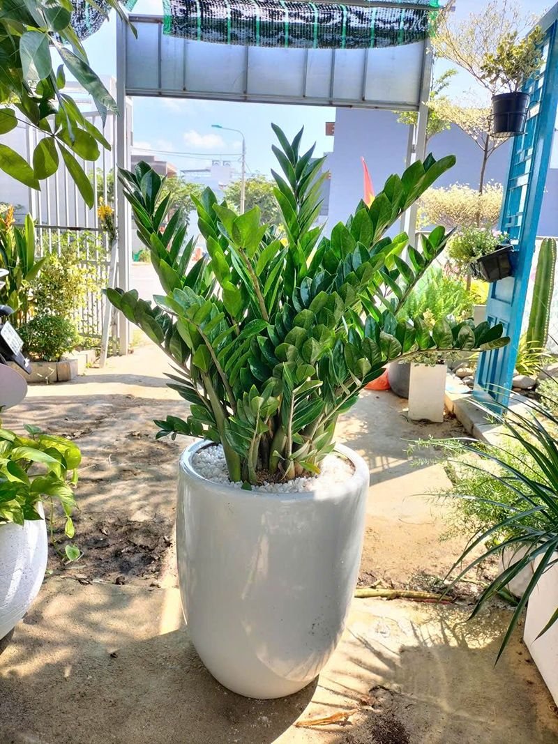 Combo mẫu Kim Tiền quà tặng khai trương (Size lớn)