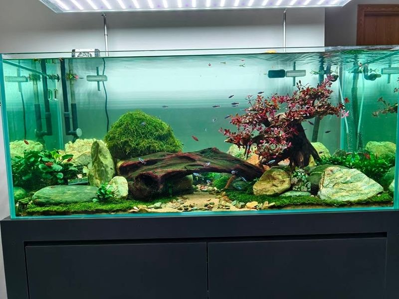 Trọn bộ hồ thủy sinh 1m2x60x60 full layout kèm cá